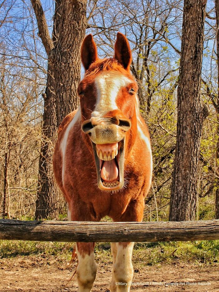 Ganador de la categoría Caballo Imponente