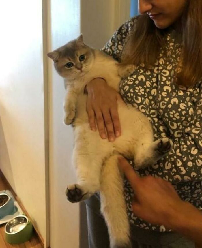 La mano de mi hermana pasando por el cuerpo de mi gato