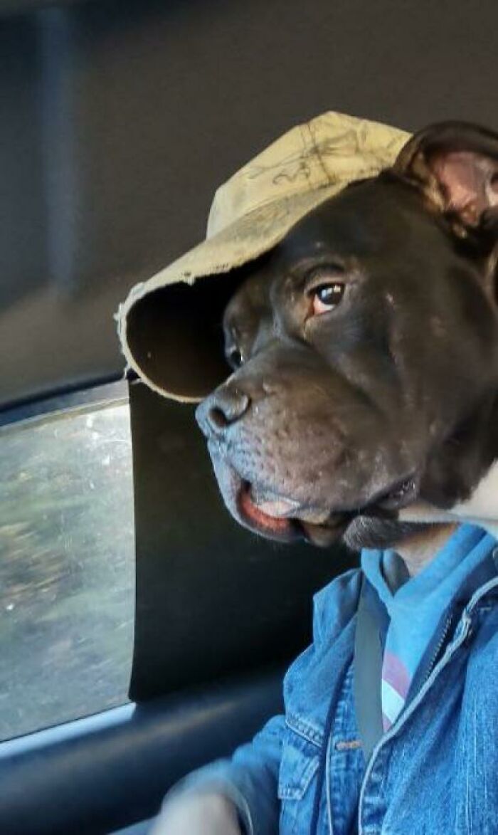Sólo mi padre y su perro