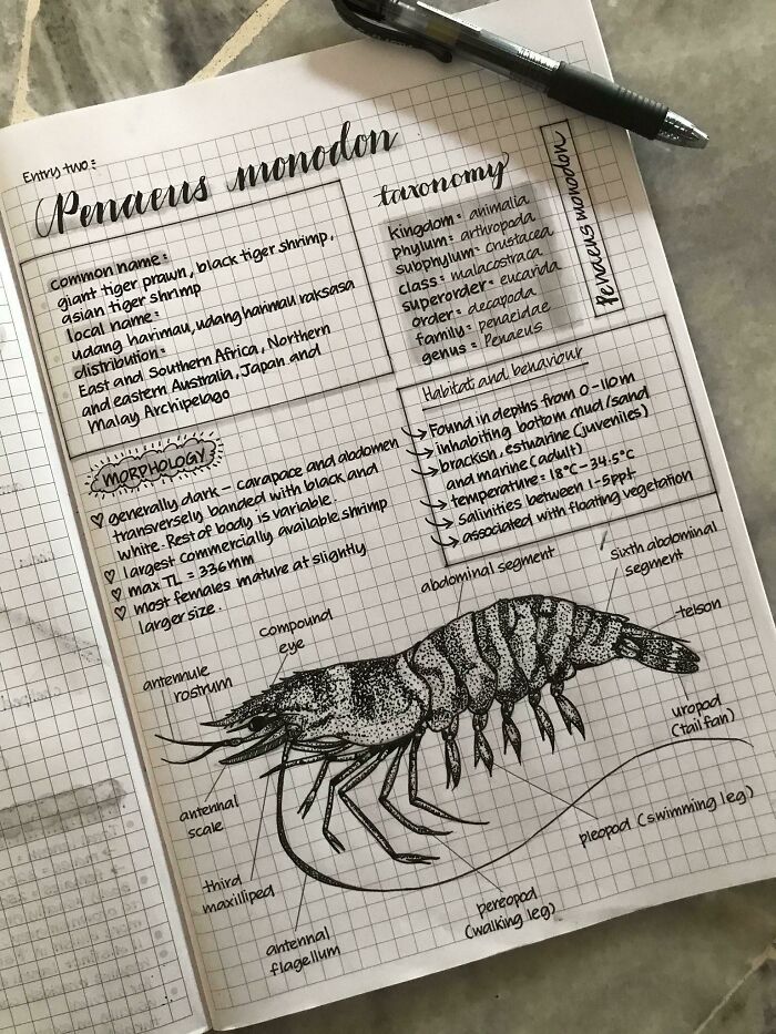 Otro ejemplo de mis apuntes. Tratando de mejorar mi escritura cada vez que tengo la oportunidad