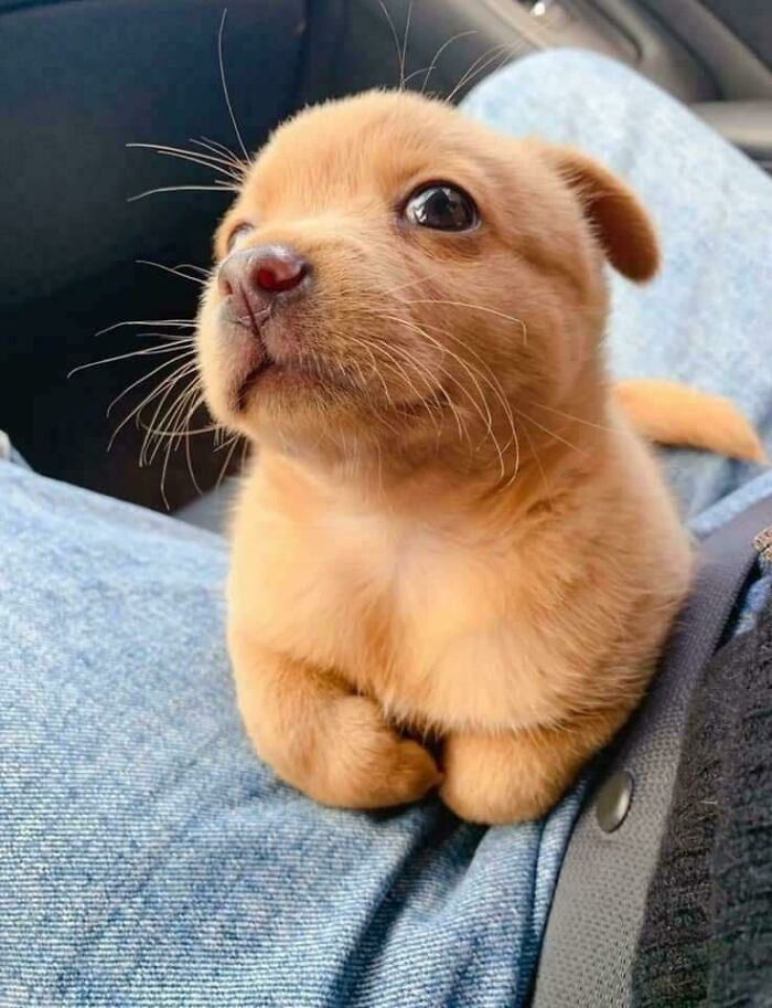 Cachorro pequeño mirando con ojos brillantes, descansando sobre piernas con pantalones de mezclilla, fotos puras de perretes.