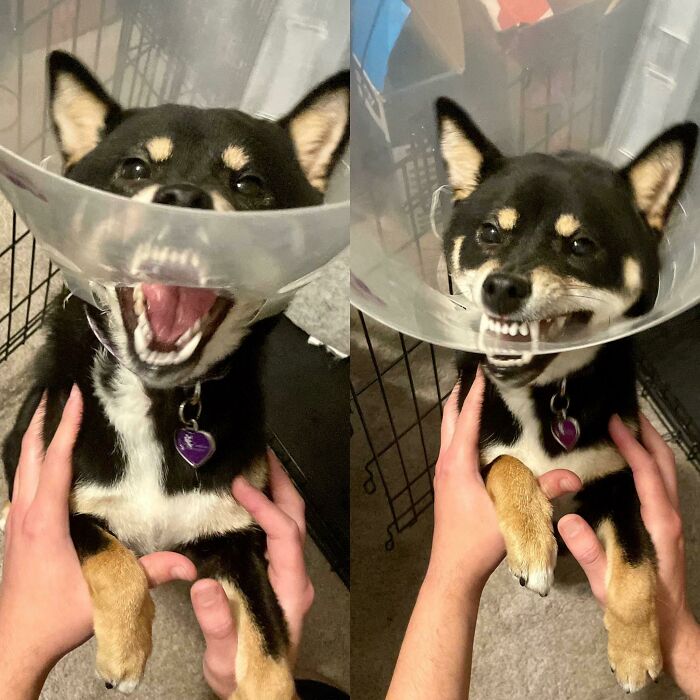 Mi perrita de alguna manera tiene sólo su mandíbula inferior fuera de su cono de la vergüenza. No os preocupéis, está bien, sólo es una gran tonta