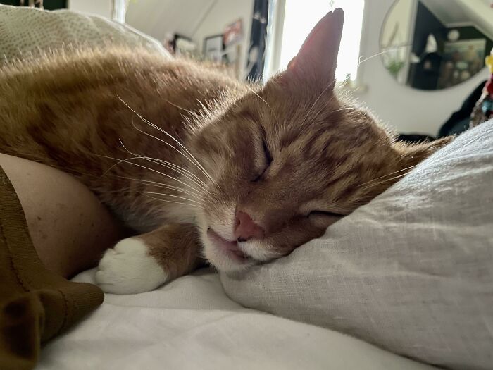 Anoche me fui a dormir con mi mujer y hoy a la mañana me desperté con esto. No tenemos gato (Es el gato de un vecino) 