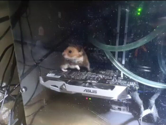 Ayer mi hámster se escapó de su jaula y de alguna manera acabó dentro de mi ordenador. Mi PC ya no funciona...