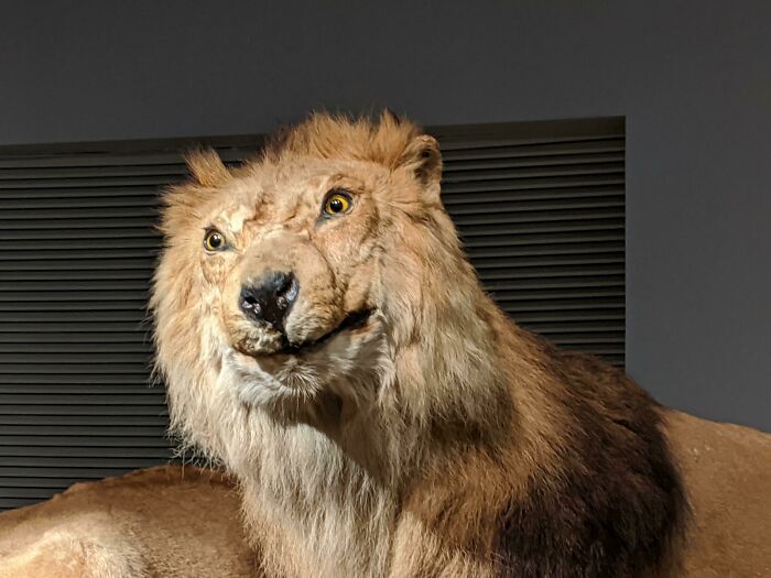 En el museo de historia natural de Shanghai. Creo que el taxidermista estaba enfermo este día