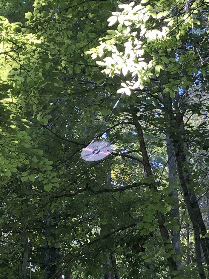No es un CD, es una telaraña