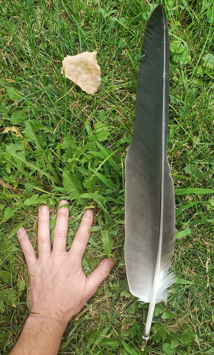 Esta pluma gigante de águila calva
