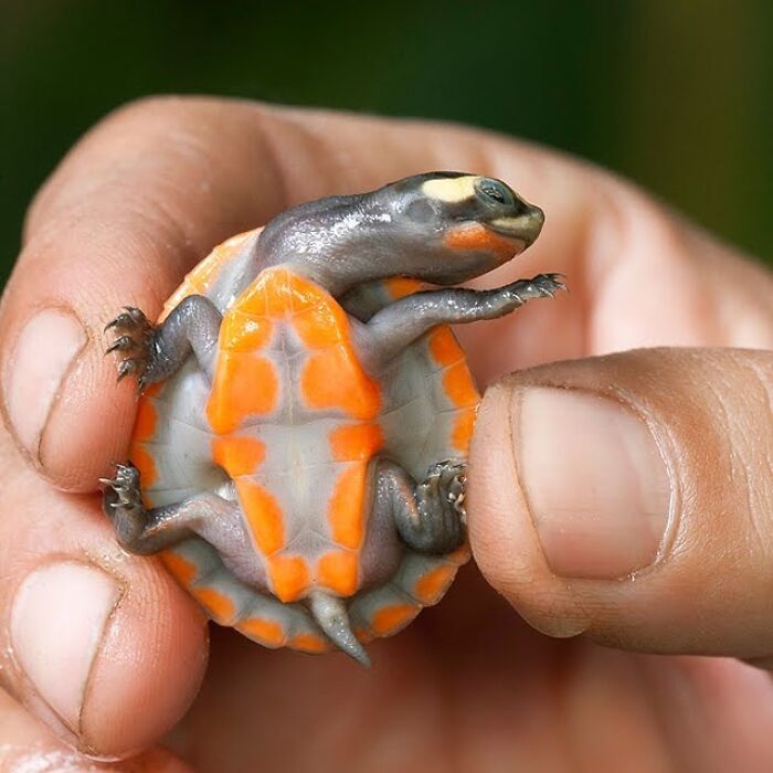 Preciosa cría con colores naranja