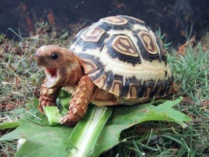 ¿No es adorable?