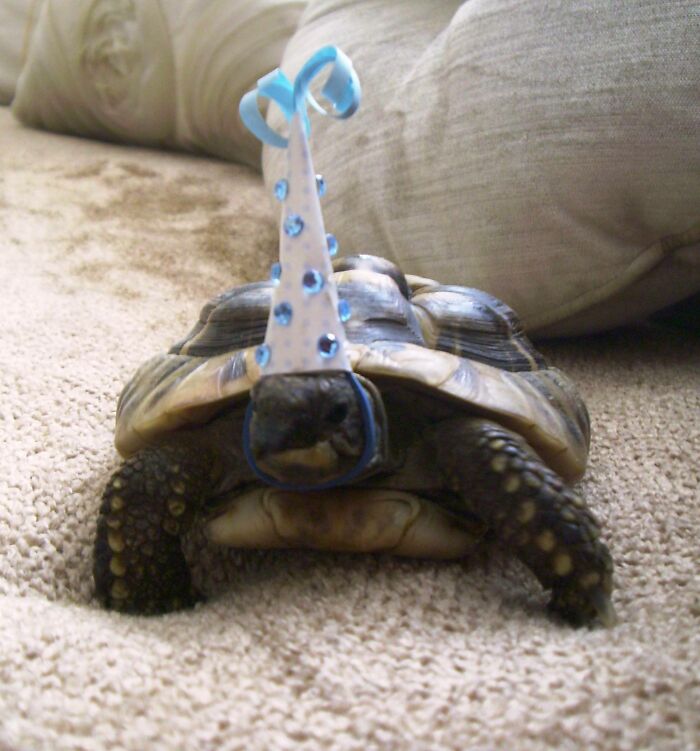 Harvey cumple 13 años