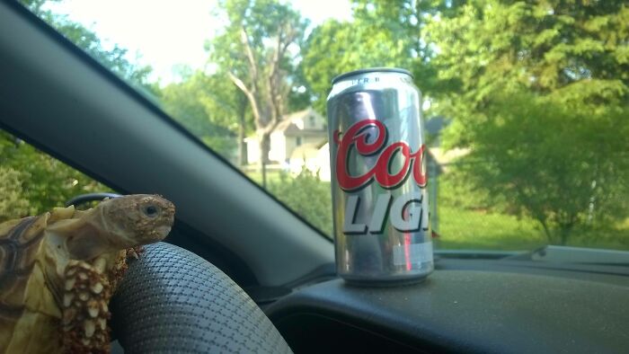 Estoy cuidando la tortuga de mi novia mientras ella está de vacaciones, me dijo que no la metiera en problemas