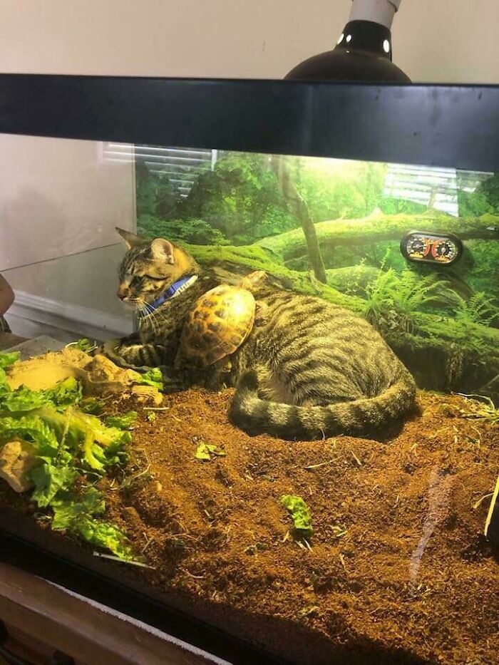 Alguien tiene que proteger a las tortugas