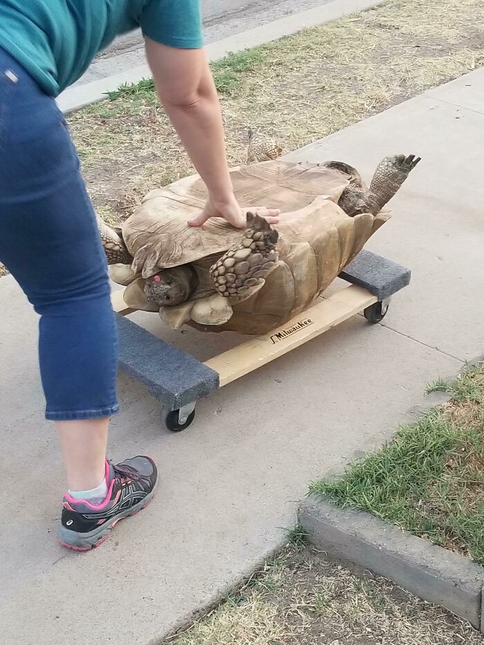 La tortuga del vecino se escapó y se alejó casi una calle entera. Pesa unos 114 kilos, así que esta fue la solución para llevarla a casa