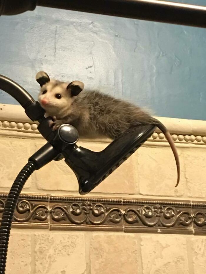 Una zarigüeya bebé se metió en nuestra casa anoche y así fue como nos la encontramos esta mañana