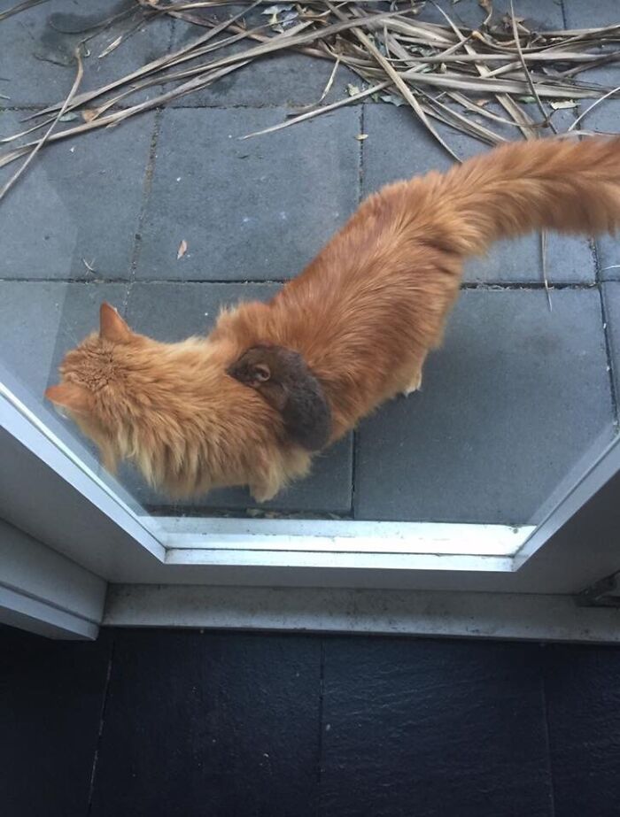 El gato de mi amiga adoptó una zarigüeya bebé