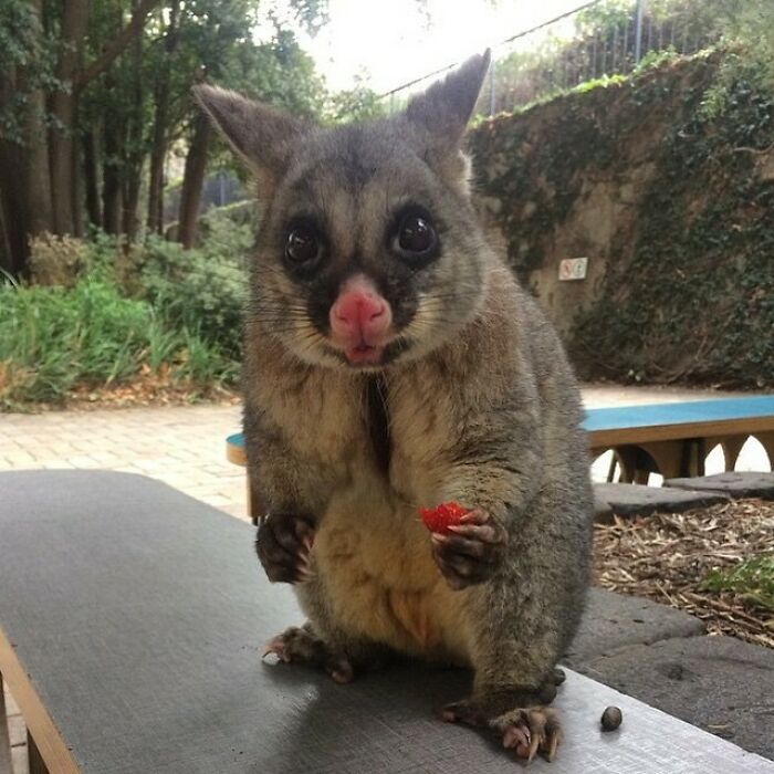 ¡Esta zarigüeya australiana encontró una fresa!