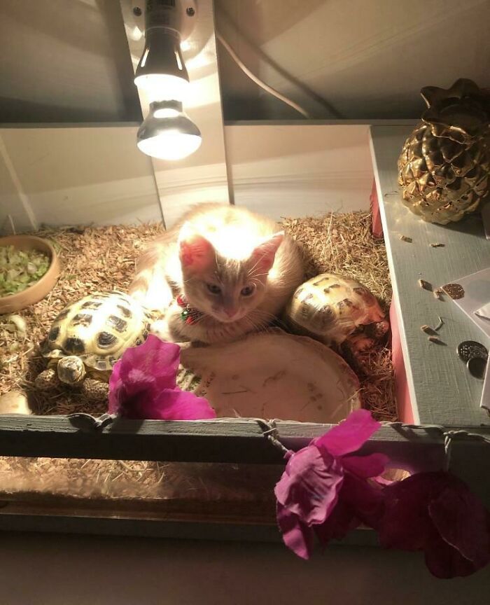 No encontraba al gatito por la casa, y al final, aquí estaba
