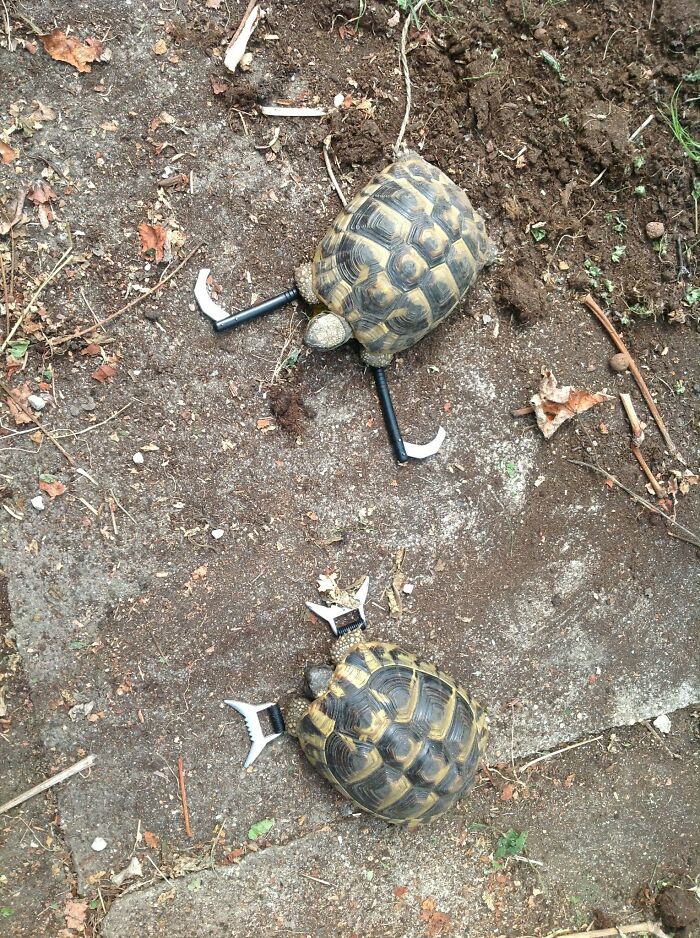 Mi padre tiene tortugas y he comenzado a entrenarlas para que sean mis guardaespaldas