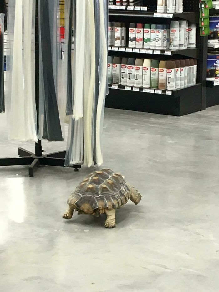 En esta ferretería tienen una tortuga que se pasea por los pasillos cada mañana