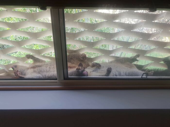 Estas zarigüeyas viven en mi ventana