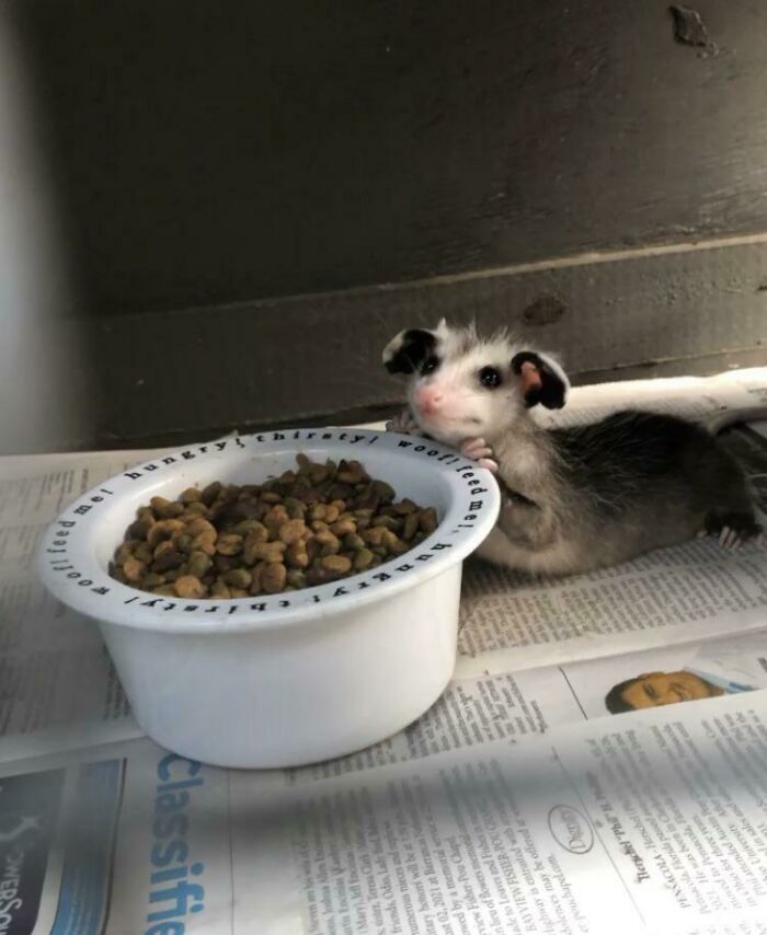 Esta es una de las pequeñas zarigüeyas que vive en el centro de rehabilitación donde trabajo