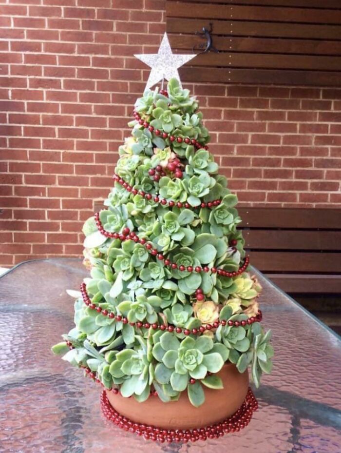 Mi tía hizo crecer unas suculentas y las convirtió en un árbol de Navidad