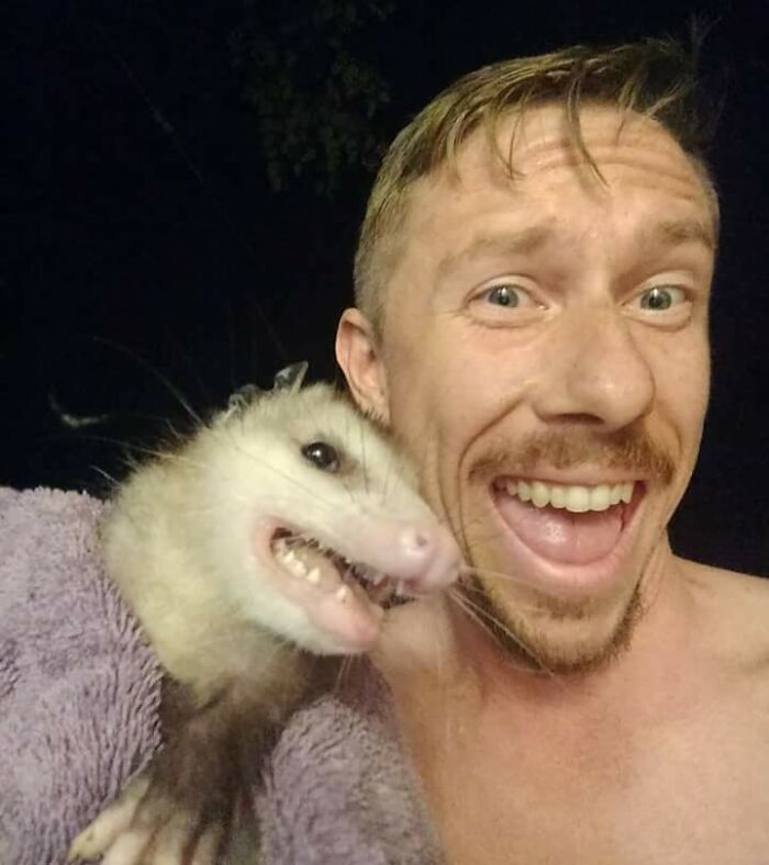 Esta zarigüeya se metió en la casa de mi amigo y él se tomó una foto con ella antes de sacarla