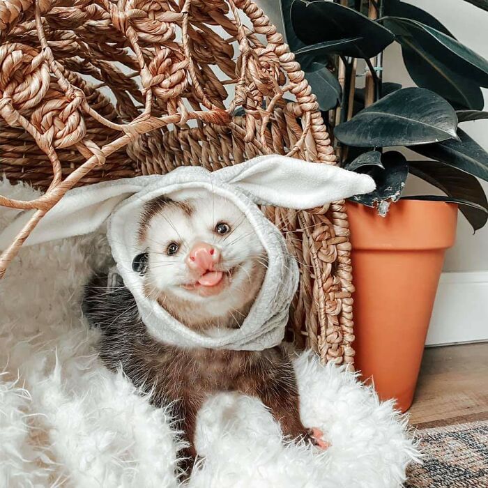 Un conejo de Pascuas distinto
