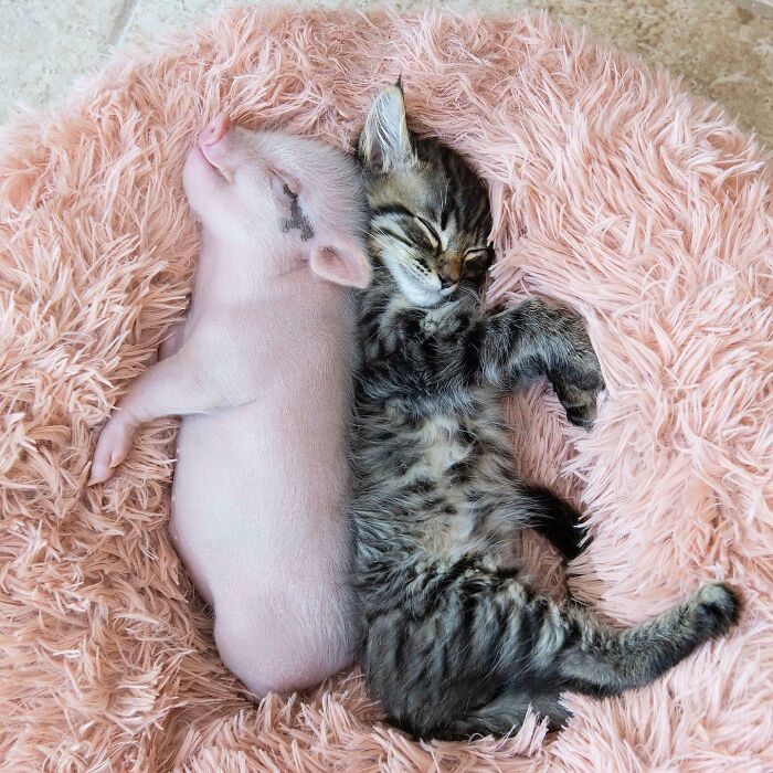El gatito de adopción y el cerdito son los mejores amigos