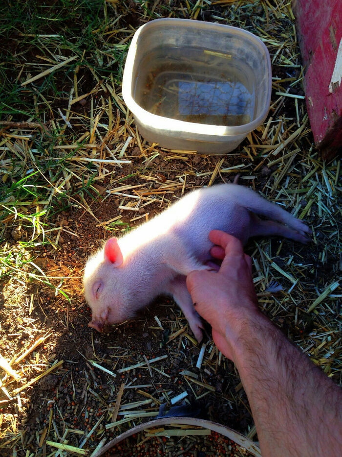 Feliz como el cerdito al que le frotan la barriga