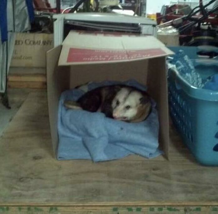Conozcan a Hank. Hank vive en el garaje de mi tía, ya está muy viejito y le cuesta caminar, así que ella le preparó un lugar cálido para que pudiera descansar y le da muchas golosinas