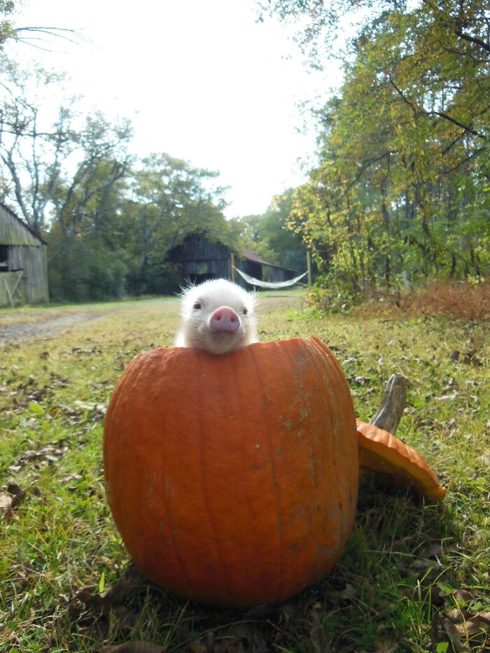 Un cerdito en una calabaza