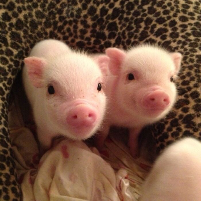 ¡Cerditos felices!