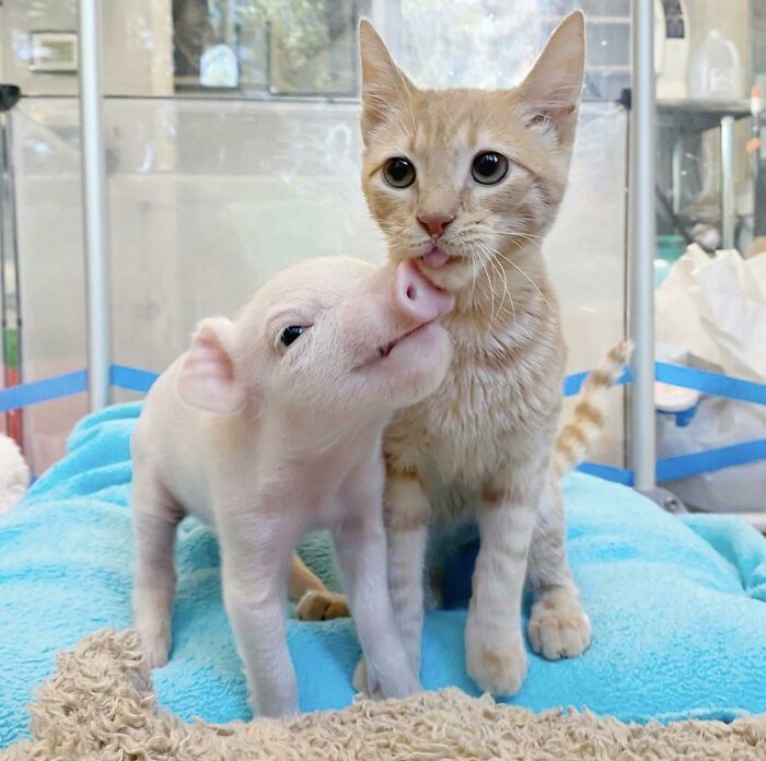Isa, la cerdita, es la nueva adoptada por la señora de los gatitos