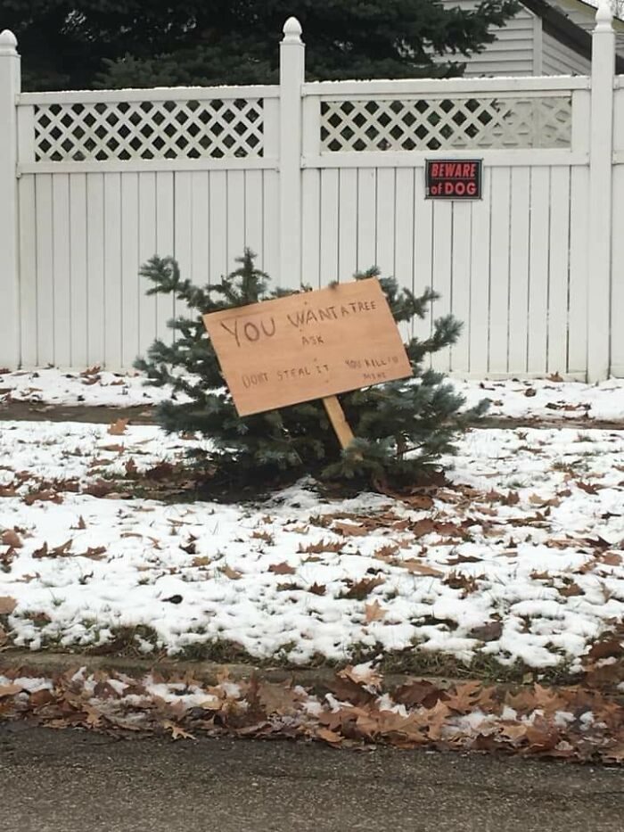 Alguien cortó el árbol de un vecino para Navidad