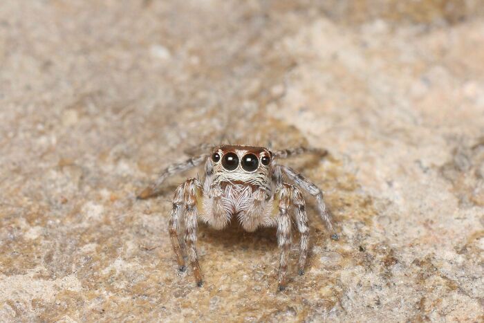 Araña saltadora de Zambia