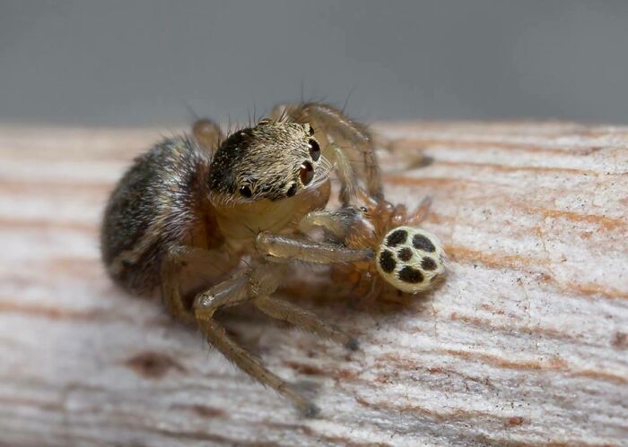 Araña con su bebé