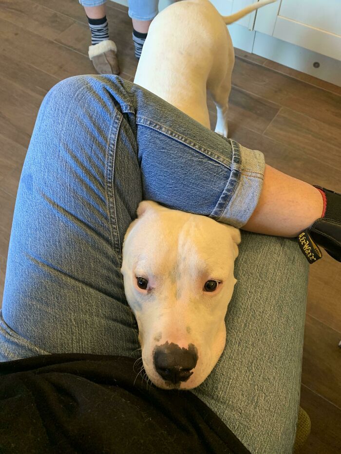 Este muchachote que acabamos de adoptar no sabe lo que es el espacio personal 