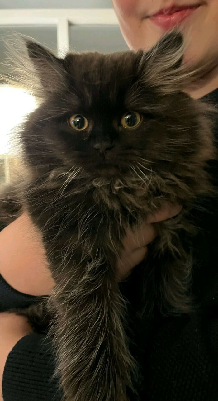¡Acabo de adoptar a esta belleza! 