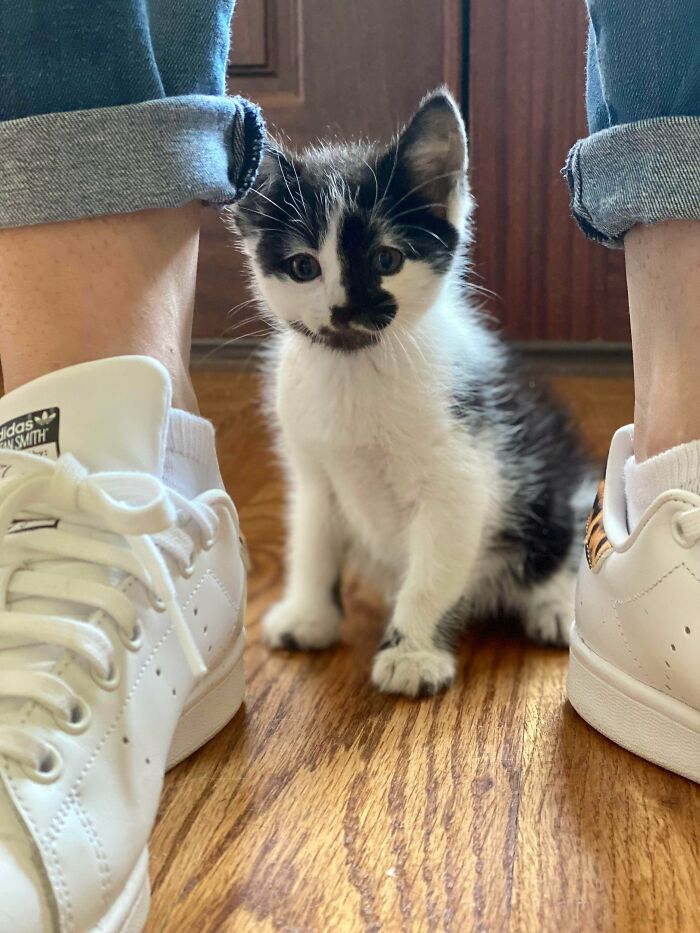 Encontré un gatito en el garaje… y nuestra perra lo adoptó como si fuese su propio cachorro