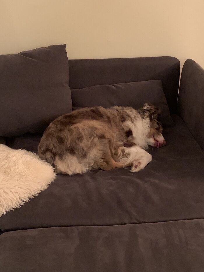 Adopté a Charlie ayer y hoy fuimos juntos a dar una larga caminata por el bosque (antes vivía en la ciudad)... Aquí está el resultado