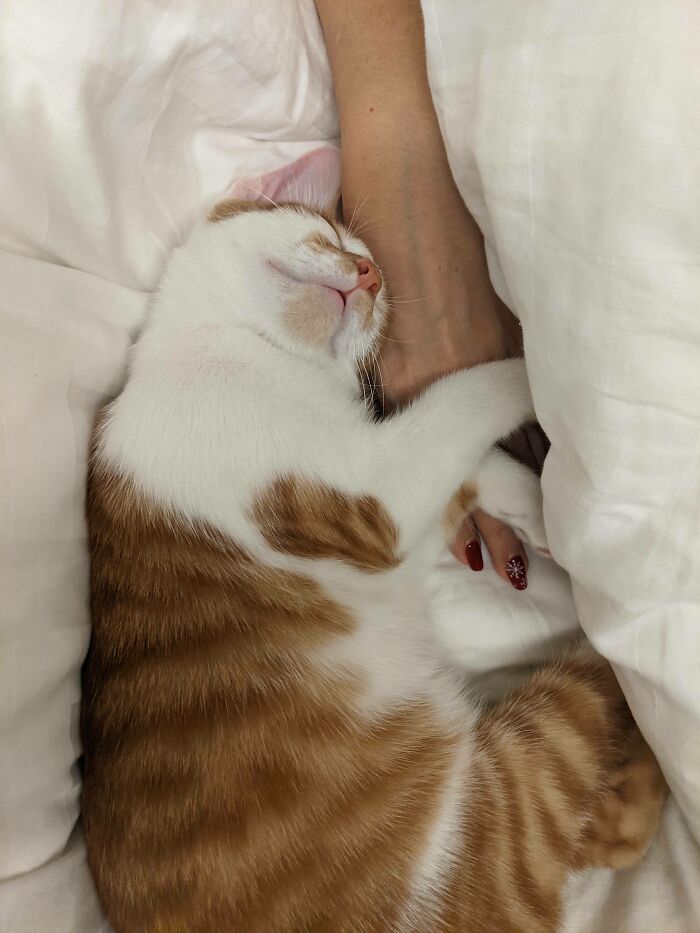 Me tomó dos años convencer a mi esposa de que adoptáramos un gato… Ahora he sido oficialmente desplazado