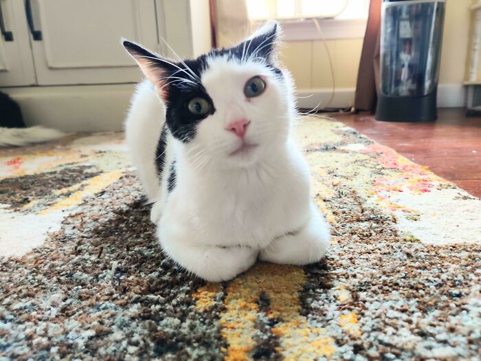 Acabo de adoptar a esta pequeñita, es tan dulce y juguetona…