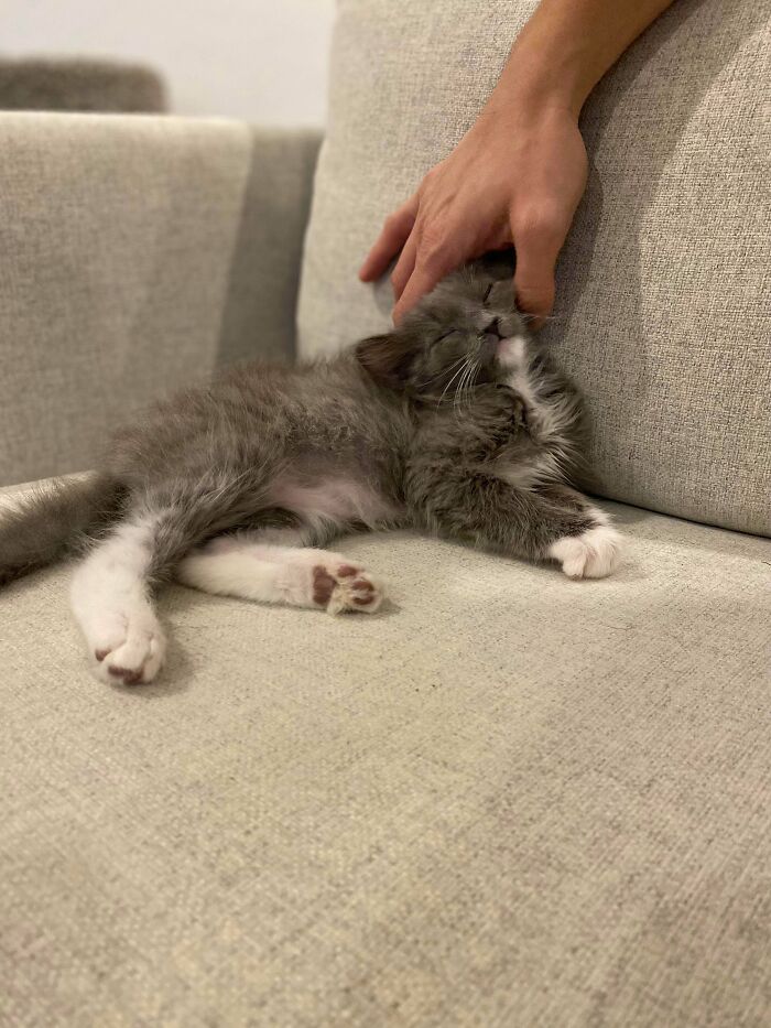 Hace una semana, mi marido dijo que no quería gatos. El viernes logré convencerlo de llevar a nuestros hijos a una exposición de gatos local para que se divirtieran un rato. El sábado, 15 minutos después de comprar las entradas, adoptamos a este pequeño exitosamente. Conozcan a Reno (lo nombró nuestro hijo de 5 años)