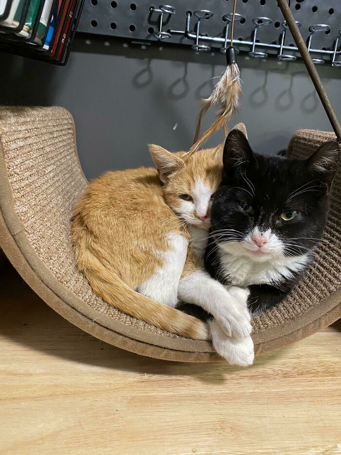 Conozcan a Tbo (Tee-Bow) y Muffin, dos gatitos callejeros que decidieron adoptarme