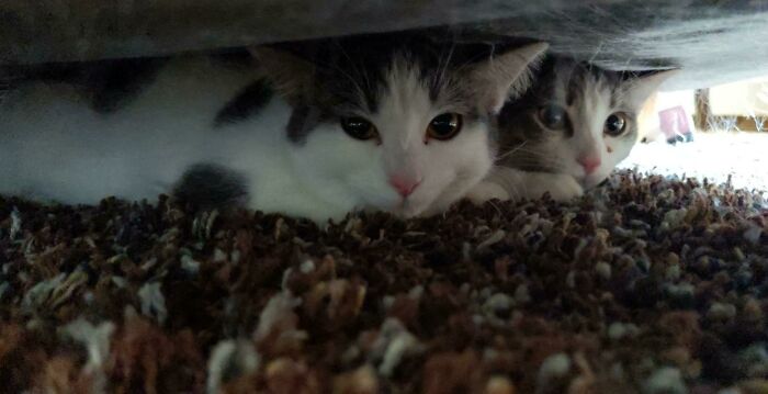 ¡Acabamos de adoptar a estos dos gatitos con mi novia! Conozcan a Lucy y Leonard 