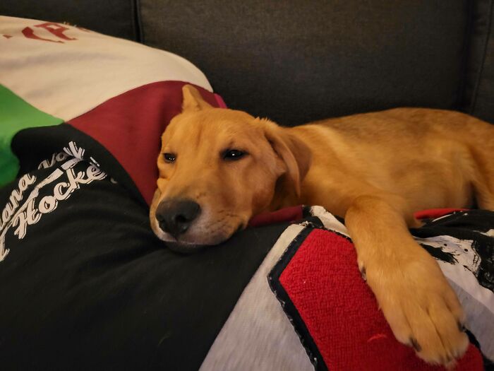 Hoy rescaté a este hermoso chico