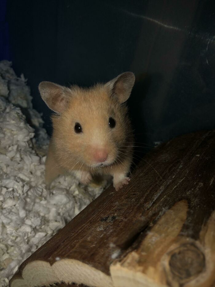 Cheddar, el hámster que acabo de adoptar