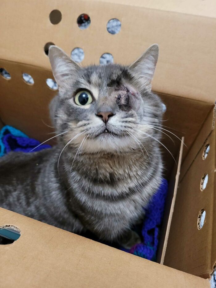 ¡Acabo de adoptar a mi primer gato! Saluden a Nick Fury, o Fury para los amigos… Su vida ha sido muy dura en la calle, ¡pero ahora tiene un bonito y cálido hogar!