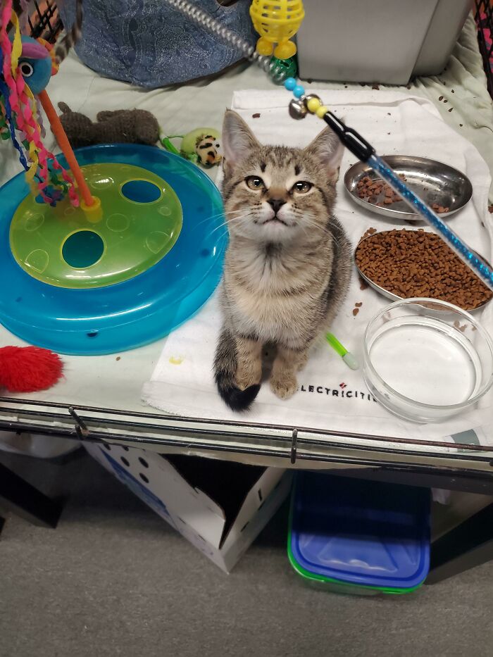 Adopté a esta dulzura, ¿tienen algún nombre para sugerir? 